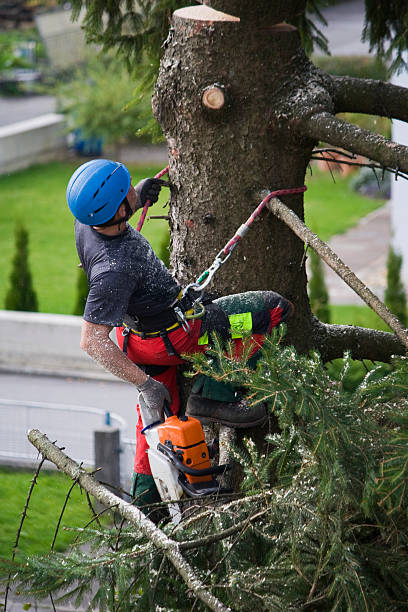 How Our Tree Care Process Works  in Rahway, NJ